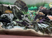 Chiclids
