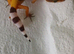 2026 hypo tangrine leopard geckos