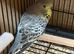 Beautiful budgies for sale