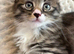 3/4 Maine Coon kittens