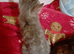 Kittens for rehome