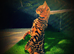 Bengal kittens pedigree tica reg x3