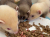 9-week Ferret Kits For Sale - Home Counties