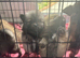 Beautiful Pomeranian puppies