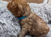 Cockapoo puppies
