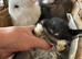 Mini lop baby bunnies, small, sweet and pure bred from the best