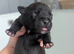 Kc blue Staffordshire bull terrier puppies