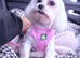 Maltese Girl 5