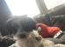 Lhasa lapso x jack Russell