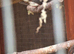 Pied Diamond Doves.