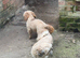 Shihpoo puppies from a galaxy faraway