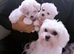 SMALL MALTIPOO PUPPIES