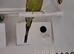 Budgie for sale