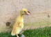 Day old Indian runner ducklings