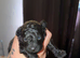 2 beautiful male puppies