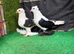 Fancy pigeons pair