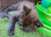 Last Little Girl Reduced Price Main Coon x Siberian Forest Cat