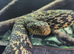 CBB24 Female King Rat Snake