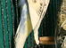 Young Budgies 10/12 Weeks PLEASE READ AD