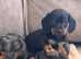 Dapple miniature dachshunds