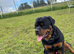 Rottweiler pup