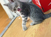 Stunning Bengal kittens ready now