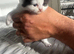 Ragdoll cross kittens for sale (full ragdoll mum) &pound;275