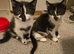 2 beautiful kitty