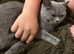 Healthy 2 years old British Shorthair needing new home