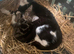 Cat and kitten