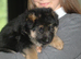 Outstanding KC German Shepherd puppies