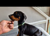 Doberman pups