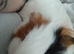 Female guinea pig + cage + food