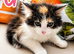Beautiful 3/4 Bengal Kittens &ndash; &pound;200 Each