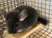 Beautiful 3month old violet male chinchilla £150.
