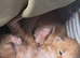 Beautiful kittens, I have both parents