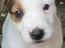Beautiful jack Russell puppies