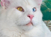 Pedigree Maine coons available