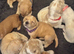 8 beautiful Goldendoodle puppies