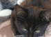 Kittens looking for new homes