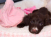 Cocker spaniel female puppy