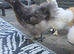 3 x Silkie cockrels