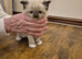 Ragdoll kittens