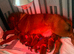 Kc reg Dogue de Bordeaux