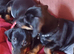 Dachshund X Puppies