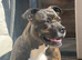 Pocket bully x Staffie pups