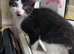 4 Kittens ready for their forever home