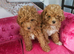 BEAUTIFUL F.1.B PUPPIES