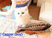 Beautiful fluffy teddy Golden and Silver pointed British Shorthair kittens