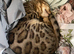 Beautiful bengal (male, neutered)